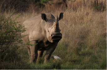 anti-poaching support focused on detection, deterrence, and rapid response